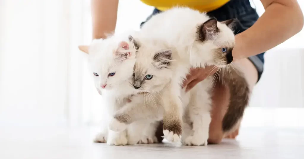 قطط نوع راغدول